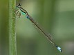 Ischnura senegalensis male-